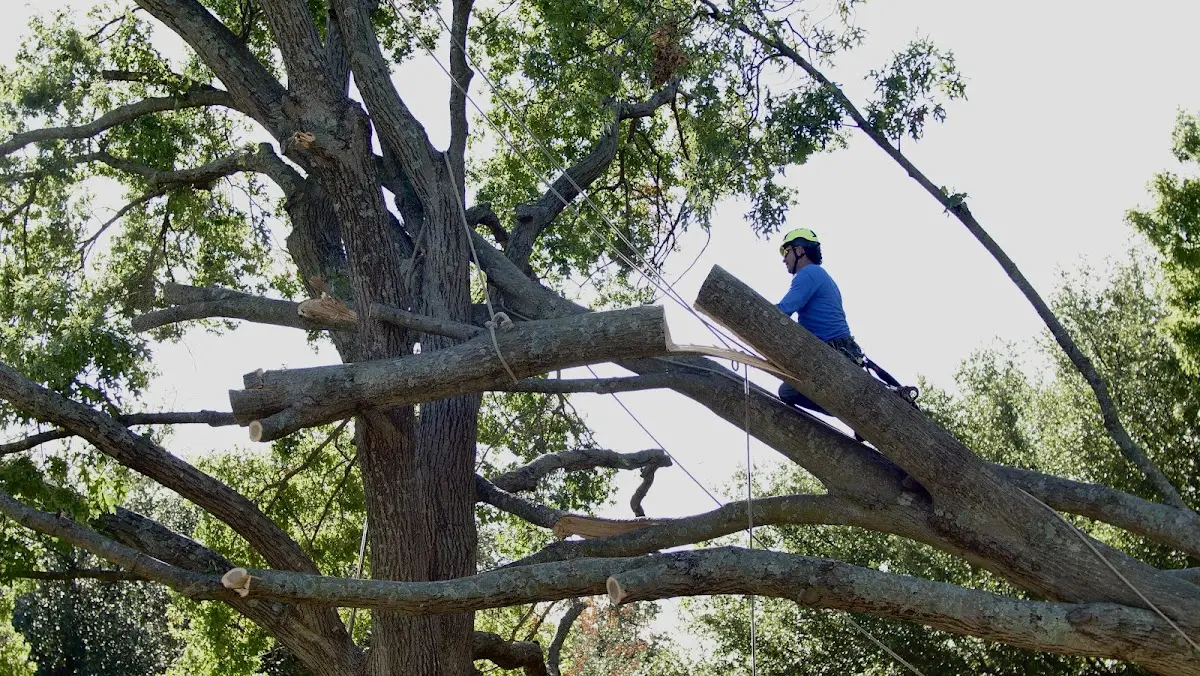 Professional Crown Thinning performed by certified arborists in Pleasanton